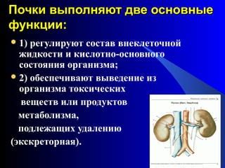 Влияние психологического давления на выведение излишне из организма жидкости