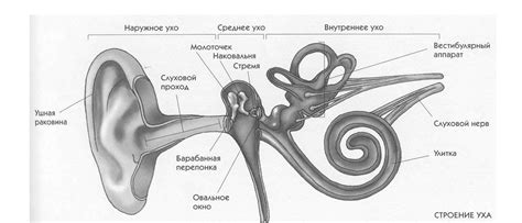 Влияние размера анатомической структуры уха на качество звучания