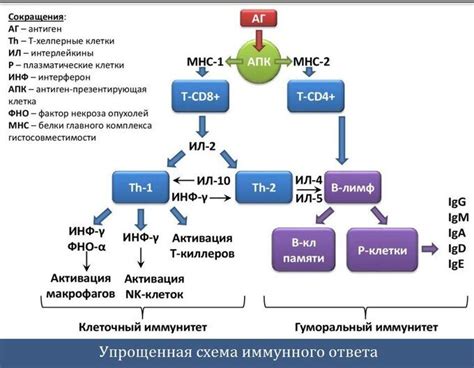 Влияние рибосом на организм: от роста и развития до иммунной системы