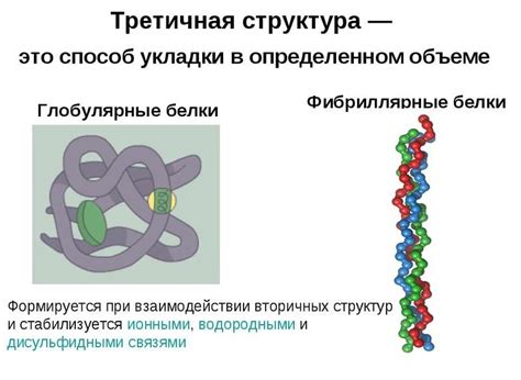 Влияние физических параметров на устойчивость вторичной пространственной конформации протеина