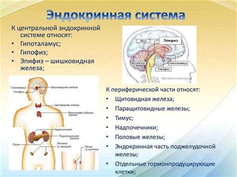 Влияние эндокринной системы на гармонию внутренней среды