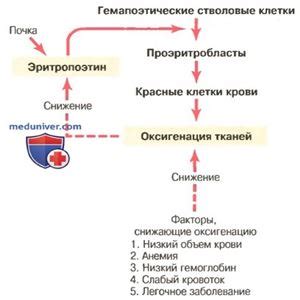 Влияние эритропоэтина на процесс эритропоэза