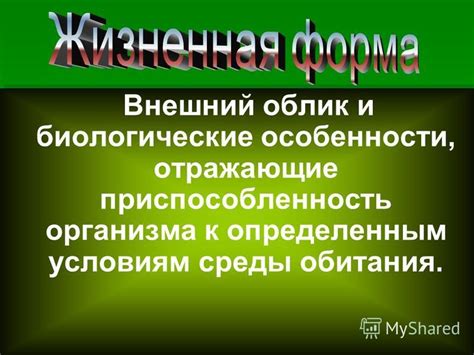 Внешний облик и особенности морды и ушей