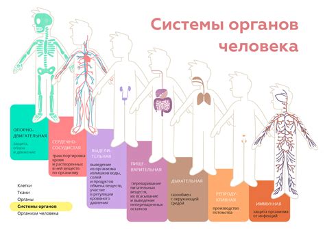 Воздействие высокой теплоты на функционирование органов и систем организма