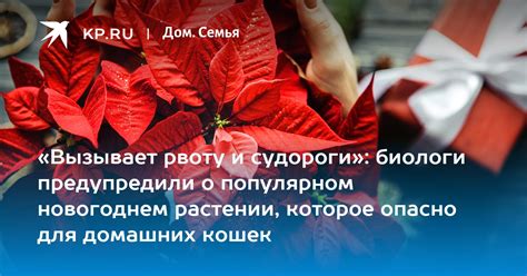 Воздействие питания на рвоту и судороги у питомцев