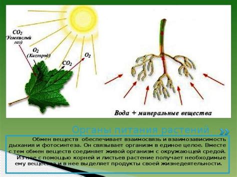 Воздействие стрессовых условий на передачу веществ через каналы питания растений