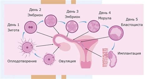 Воздействие уровня стресса на процесс зреления яйцеклетки