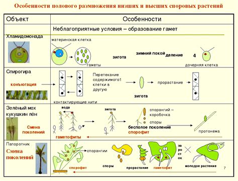 Возможность формирования личности у растений и его связь с генетикой