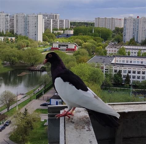 Возможные причины, по которым голубь не хочет улетать