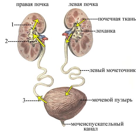 Возрастные изменения в мочевой системе женщин и их лечение