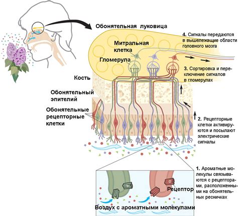 Восприятие запахов и химической информации носом: механизмы и процессы
