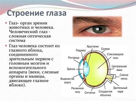 Восстановление глазного снаряда