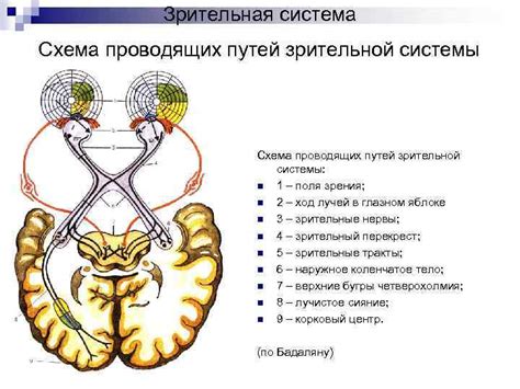 Вред грязи для зрительной системы