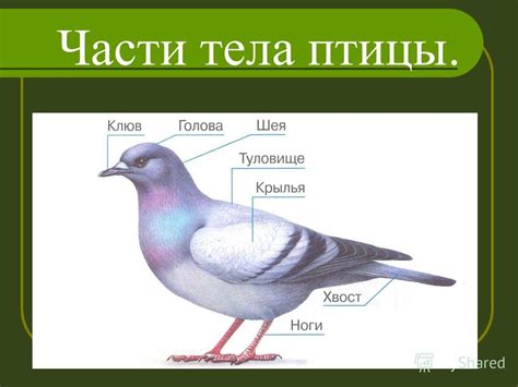 Выбор тела птицы: какой отрезок птица выбирается для приготовления