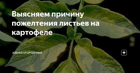 Выясните причину пожелтения фолиев