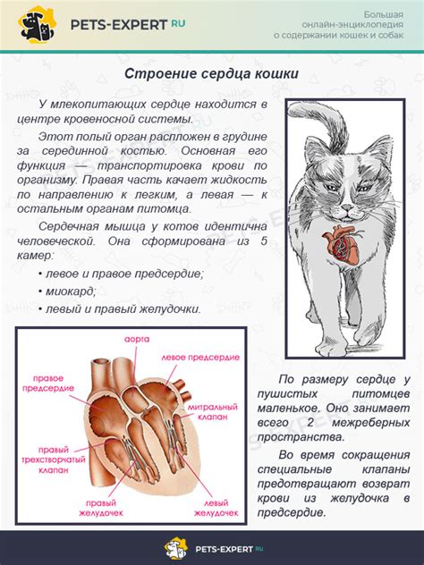 ГКМП у кошек: причины и симптомы заболевания