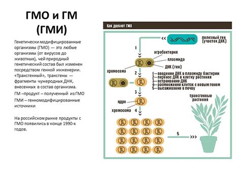 ГМО и ГМИ: отличия и влияние на здоровье