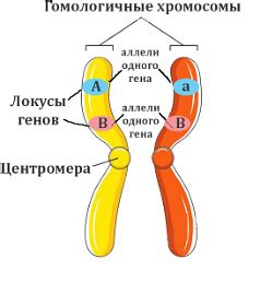 Генетика гомо и гетерозигот