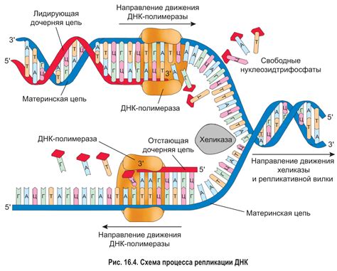 Генетические изменения и изменение структуры ДНК