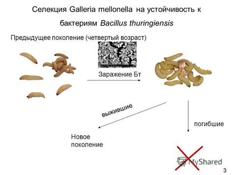 Гигиеничность и устойчивость к бактериям