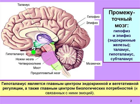 Гипоталамус: контроль организма и поддержание равновесия