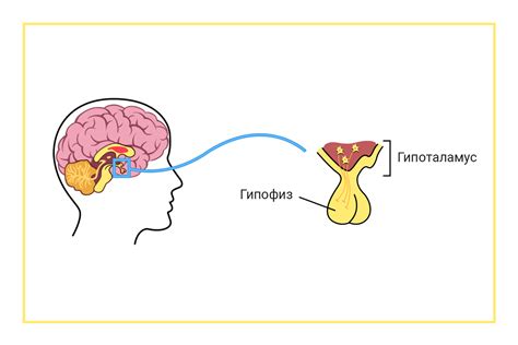 Гипофиз: главный актер в эндокринной пьесе