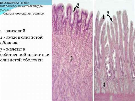 Гистология желудка