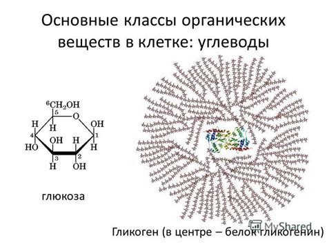 Гликоген: основные понятия