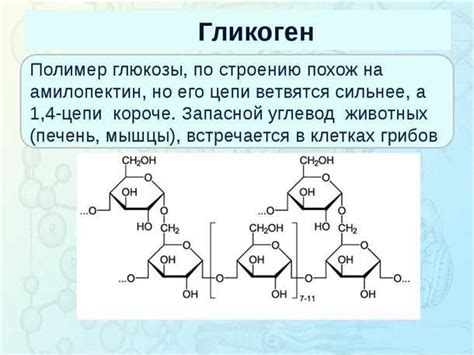 Гликоген: функции и значение