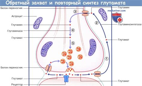 Глутамат в мозге: определение и функции