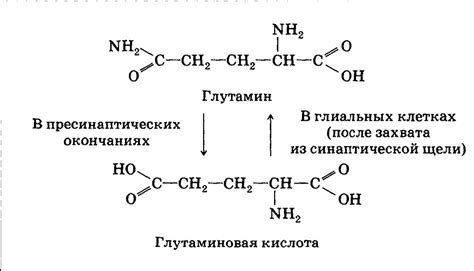 Глутаминовая кислота и гормональный баланс