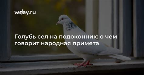 Голубь сел на плечо