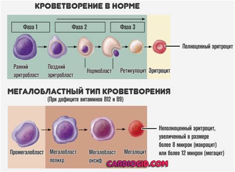 Гомоцистеин: что это и почему важно его контролировать