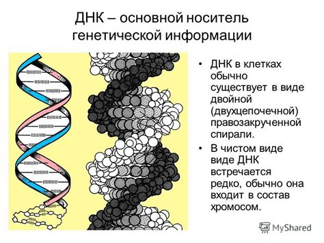 ДНК - основной карман уникальной генетической информации