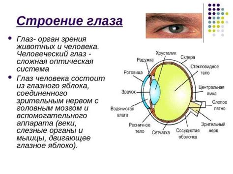 Диагностика карминового участка на поверхности органа зрения: процедуры и методы