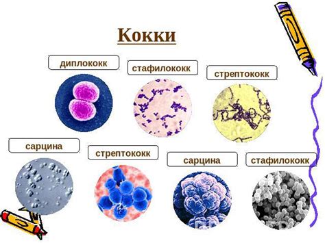 Диагностика кокковой флоры: признаки и обнаружение проблемы