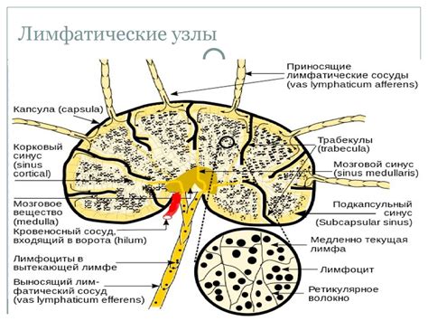 Диагностика распахивания лимфатического узла у женщин