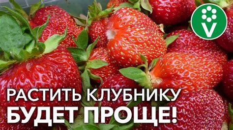 Дополнительные приемы ухода за клубникой весной