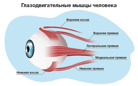 Заболевания глазных мышц и нервов