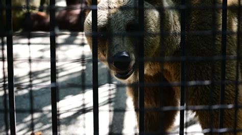 Загадка пропавшего медведя: общественное мнение и догадки