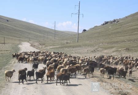 Закрытые пастбища: основа безопасности птицы