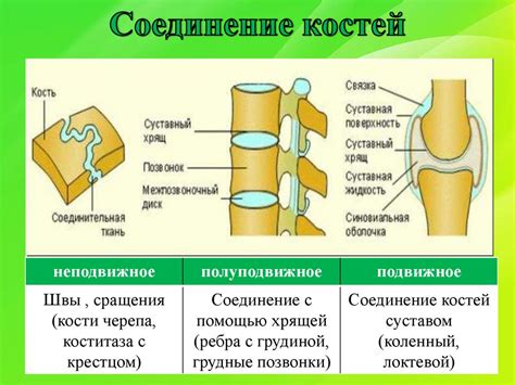 Защита здоровья костей