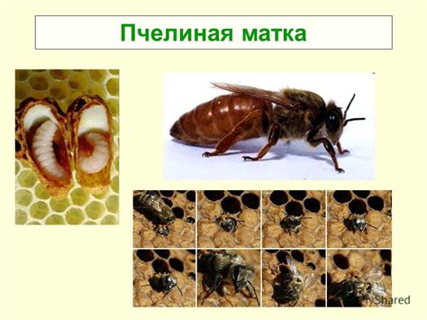 Защита пчелиной семьи от паразитов и болезней