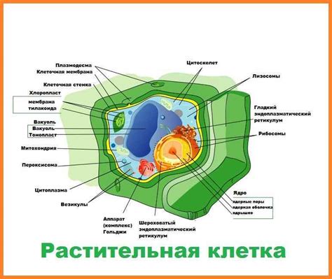 Защитные, поддерживающие и регулирующие функции в клеточной стенке растения