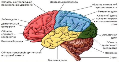 За что отвечают анатомические образования ушей и каковы причины их образования