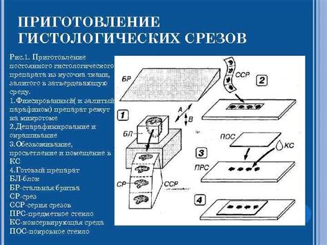 Значение гистологического исследования в выборе лечения