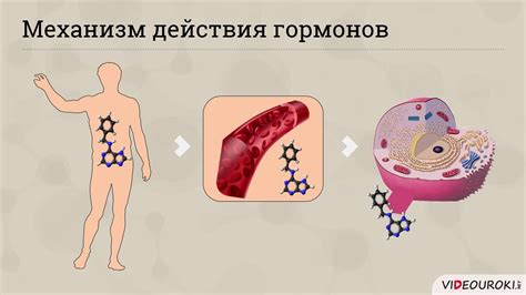 Значение гормонов в формировании и ускорении роста организма