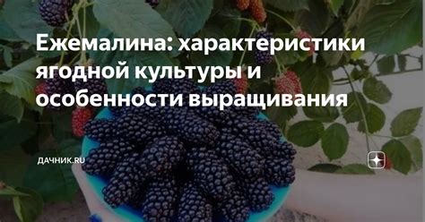 Значение периодической проверки состояния скрытой ягодной культуры