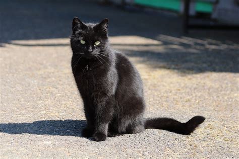 Значение появления черного кота в соннике: тайные послания сновидений