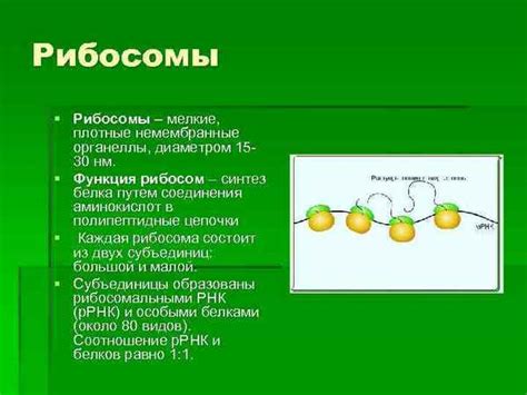 Значение рибосом в процессе синтеза белков